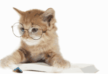 a kitten wearing glasses laying on top of a book