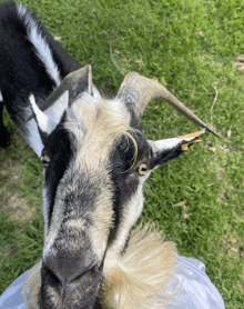 a close up of a goat 's head with horns