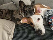 two dogs laying next to each other on a couch with their heads on top of each other