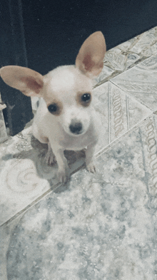 a small white dog is sitting on a tiled floor and looking at the camera