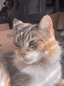 a cat laying in front of a cardboard box that says 1bh on it