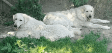 two white dogs are laying in the grass and one of them is smiling