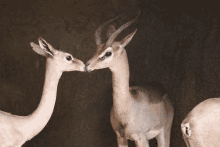 a couple of antelope standing next to each other with their noses touching