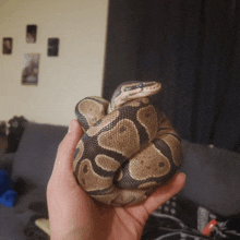 a person holding a snake in their hand with a couch in the background