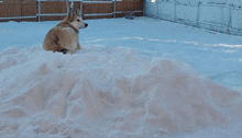 a dog laying in a pile of snow