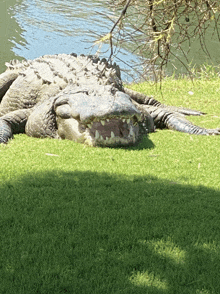 a large alligator with its mouth open is laying on the grass near a body of water