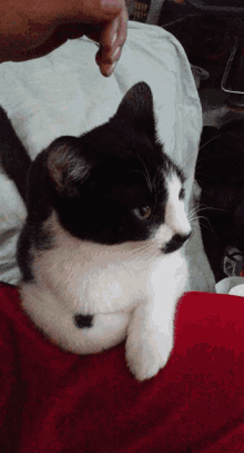 a black and white cat sitting on a red blanket looking at the camera