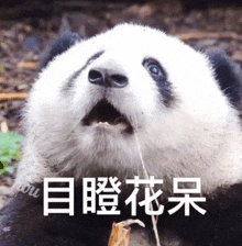 a panda bear is eating a stick with its mouth open and looking up at the camera .