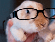 a close up of a rabbit wearing glasses with a black frame