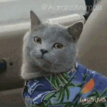 a cat wearing a blue shirt with palm trees on it