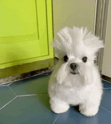 a small white dog with a mohawk hairstyle is standing on a blue tile floor .