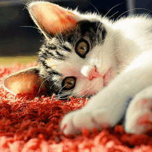 a cat laying on a red carpet looking at the camera