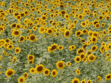 a field of sunflowers with lots of yellow flowers and green leaves