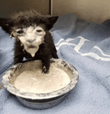 a kitten is drinking from a bowl on a blue blanket