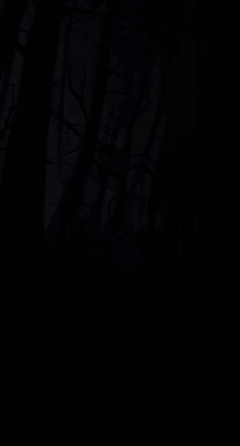 a dark forest with trees without leaves in the dark .