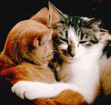 two cats are hugging each other and one of them has a white spot on its face