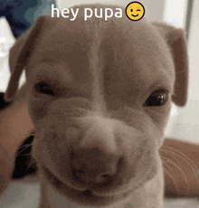 a close up of a dog 's face with the words hey pupa written above it