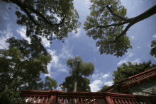 looking up at trees from a balcony with a blue sky