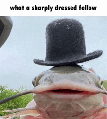 a fish wearing a top hat with the words what a sharply dressed fellow below it