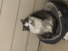 a gray and white cat laying in a stuffed animal bed