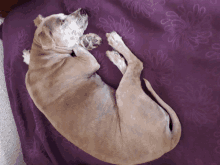 a dog is curled up on a purple blanket