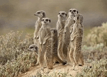 a group of meerkats are standing next to each other in the desert .