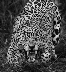 a black and white photo of a leopard roaring in the grass