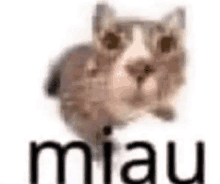 a cat is standing in front of a white background with the word miau written next to it .