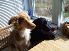 two dogs are looking out a window with blinds on