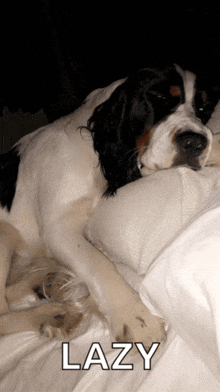 a black and white dog laying on a bed with the word lazy written below it