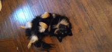 a black and white dog is laying on its back on a wooden floor