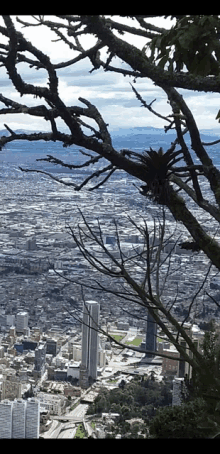 a view of a city from a tree with a few buildings in the background