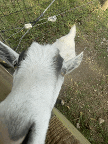 a close up of a goat 's head looking over a fence