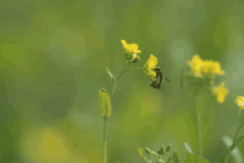 a bee is flying over a yellow flower