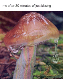 a picture of a mushroom with water dripping from it