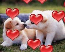 two puppies kissing in the grass with red hearts around them .