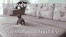 a small dog is crawling on a couch with the words swms meetings feel like so many activities .