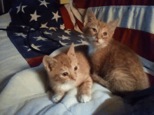 two kittens are laying on a bed in front of an american flag