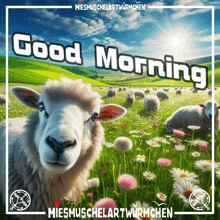 a picture of a sheep in a field with the words good morning on it