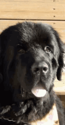 a close up of a black dog with its tongue out on a wooden deck .