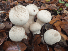 a bunch of white mushrooms are growing on the ground