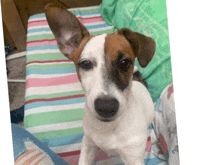 a small brown and white dog sitting on a bed looking at the camera