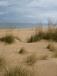 a sandy beach with tall grass growing out of the sand