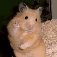 a close up of a hamster giving a peace sign .