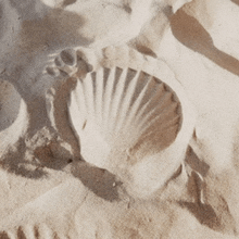 a sea shell is in the sand on a beach