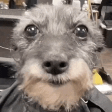 a small dog with a beard is looking at the camera and smiling .