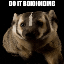 a badger with the words " do it boioioioing " on the bottom