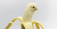 a chicken is sitting inside of an open banana