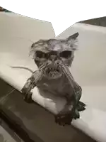 a wet cat is sitting on a bathtub ledge