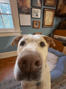 a dog is looking at the camera in front of a wall with pictures and a calendar for august 2013